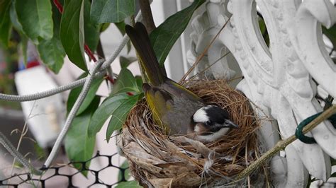 鳥在冷氣築巢風水